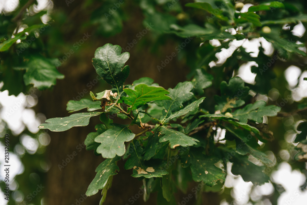 natural background - green oak leaves in summer day, selection focus natural background - green oak leaves in summer day, selection focus