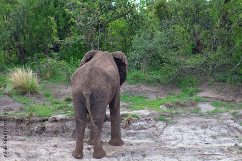 Large Elephant walking