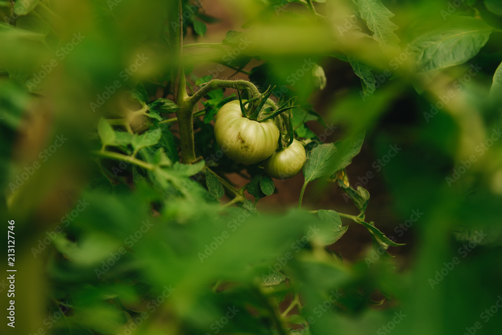 Ripening green tomato fruits growing on the vine, tomato plant with tomatoes lying on the ground, close-up of green tomatoes