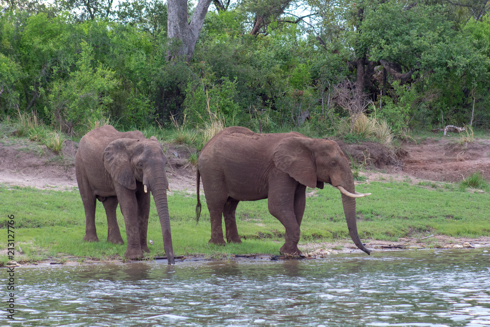 Two Elephant by the river