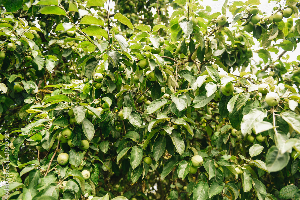 Green apples on a branch ready to be harvested, outdoors, selective focus