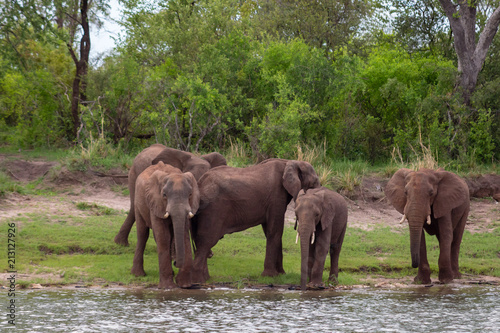 Five Elephants by the river 