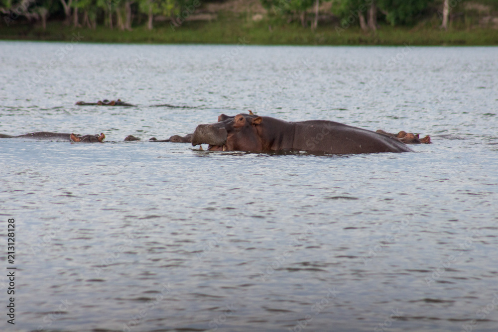Hippo with in water