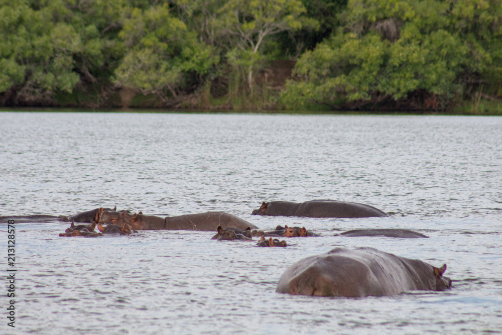 Hippo with in water Hippo with in water