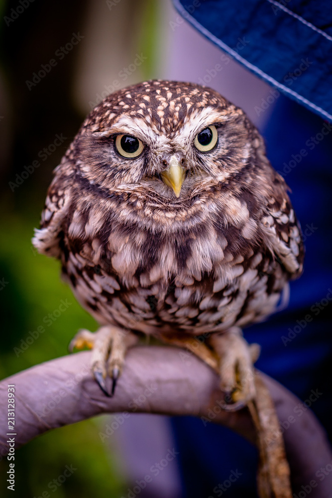 Owl - Sýček obecný - Athene noctua Owl - Sýček obecný - Athene noctua