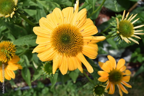 coneflower