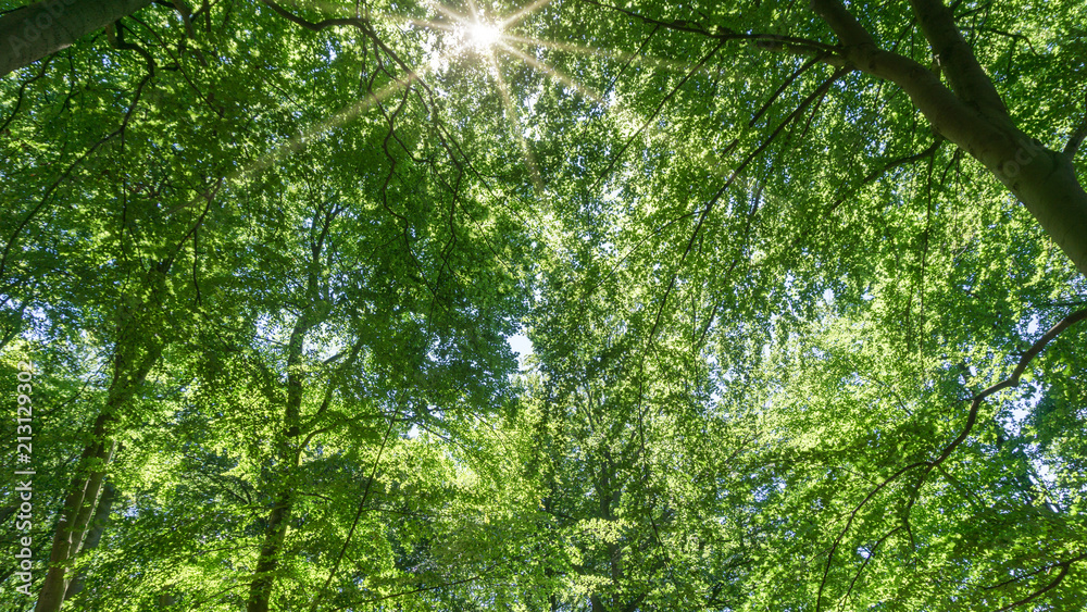 Obraz premium Forest with sun rays