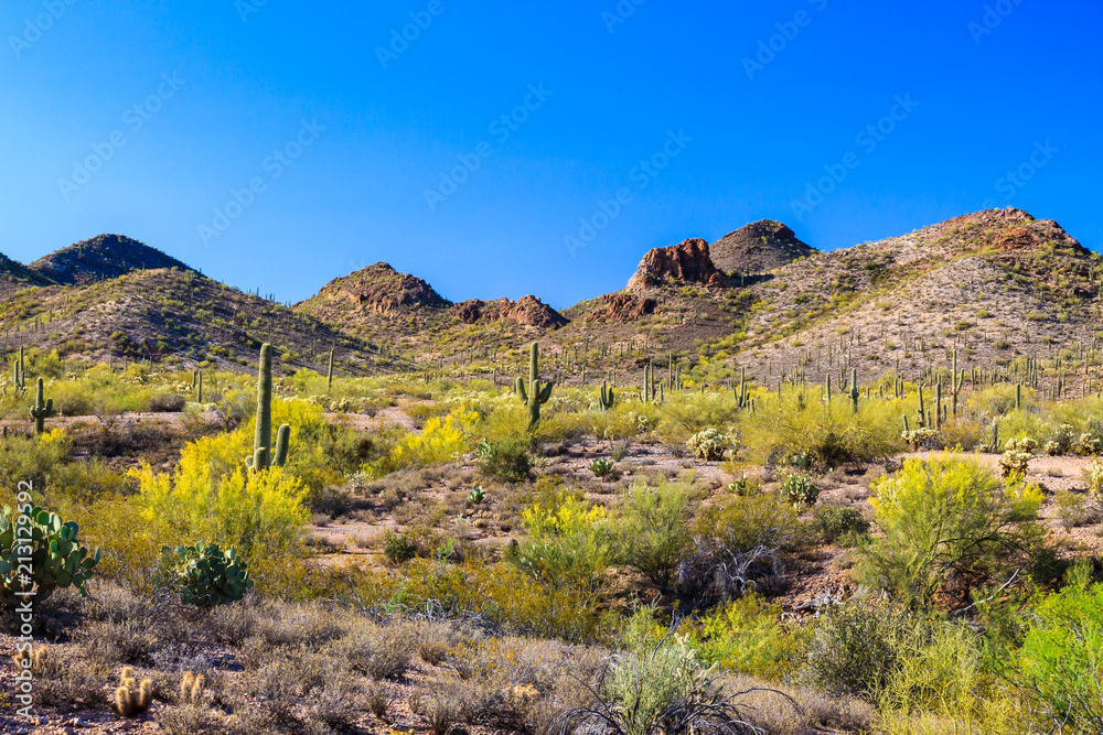 Spring landscape Arizona's Sonoran desert. Saguaro, ocotillo, prickly pear, cholla cacti and creosote bushes. Rocky hills and blue sky in background.