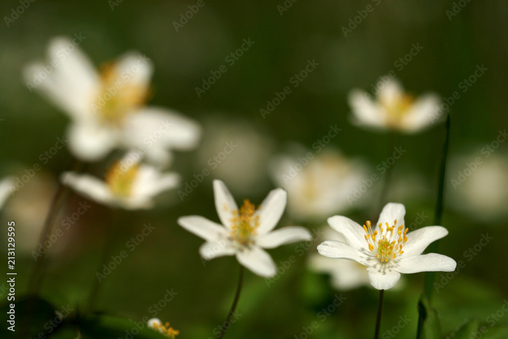 Fototapeta premium Anemone Nemorosa in the Forest