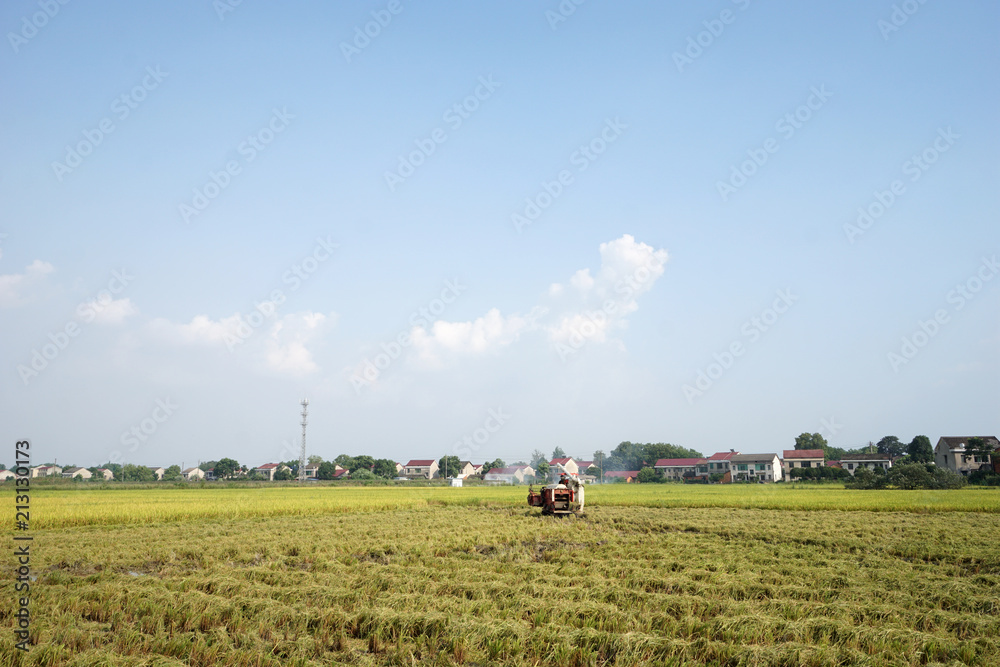 Fototapeta premium Scenes of Chinese farmers harvesting rice