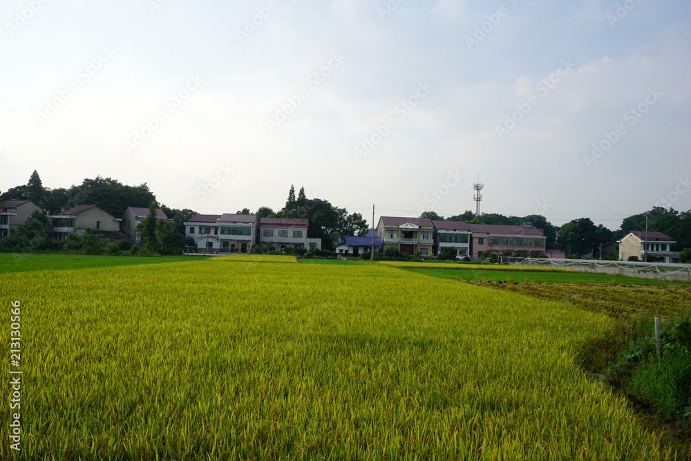  Scenes of Chinese farmers harvesting rice
