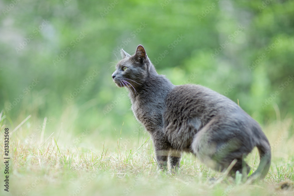 Naklejka premium Cute adult grey cat with beautiful green eyes in a green meadow, being aware of something, outdoors in green environment