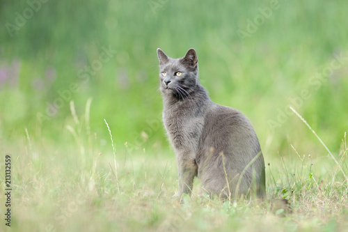 cute adult grey cat with beautiful green eyes sitting in a green meadow, outdoors in green environment, relaxing