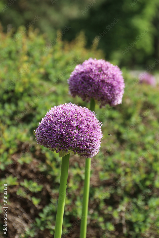 Obraz premium Large flowers of ornamental onion Allium