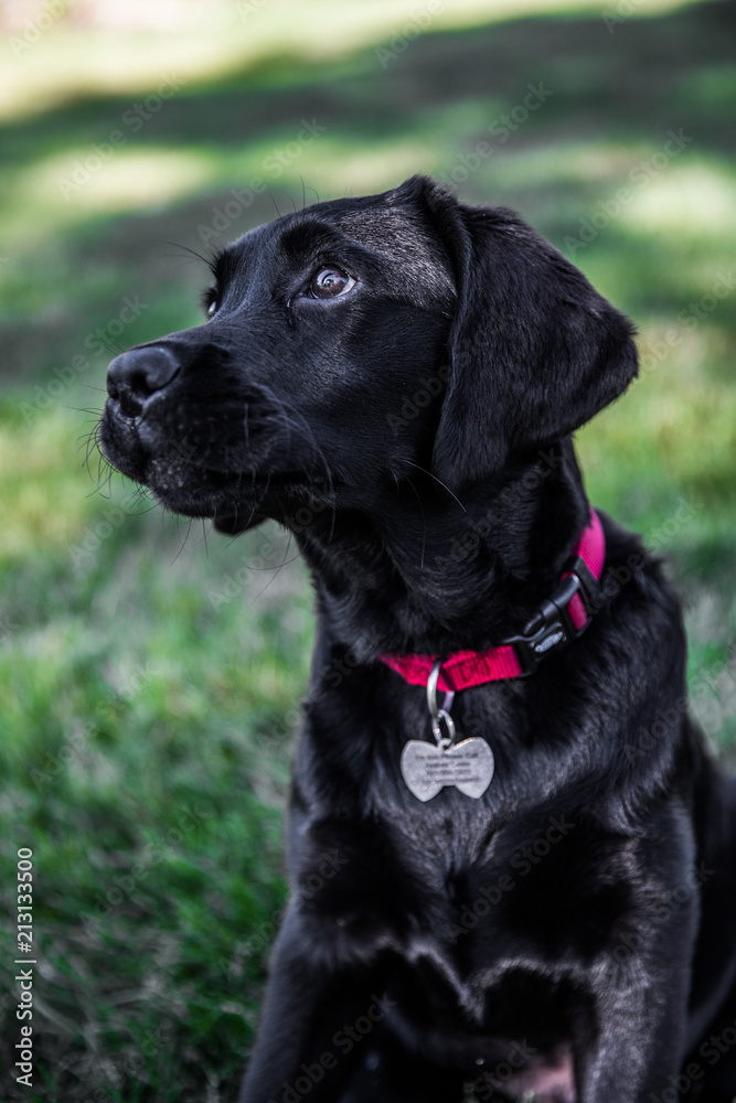 Duke Duke