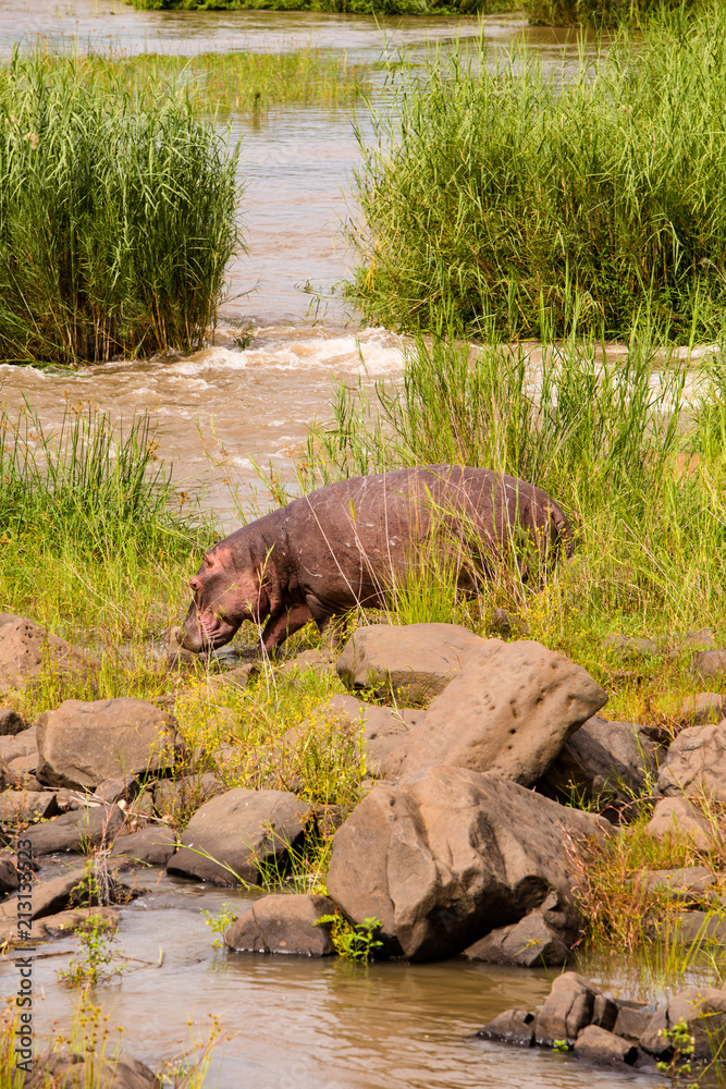 Hippo going to water, Kruger National Park, South Africa Hippo going to water, Kruger National Park, South Africa