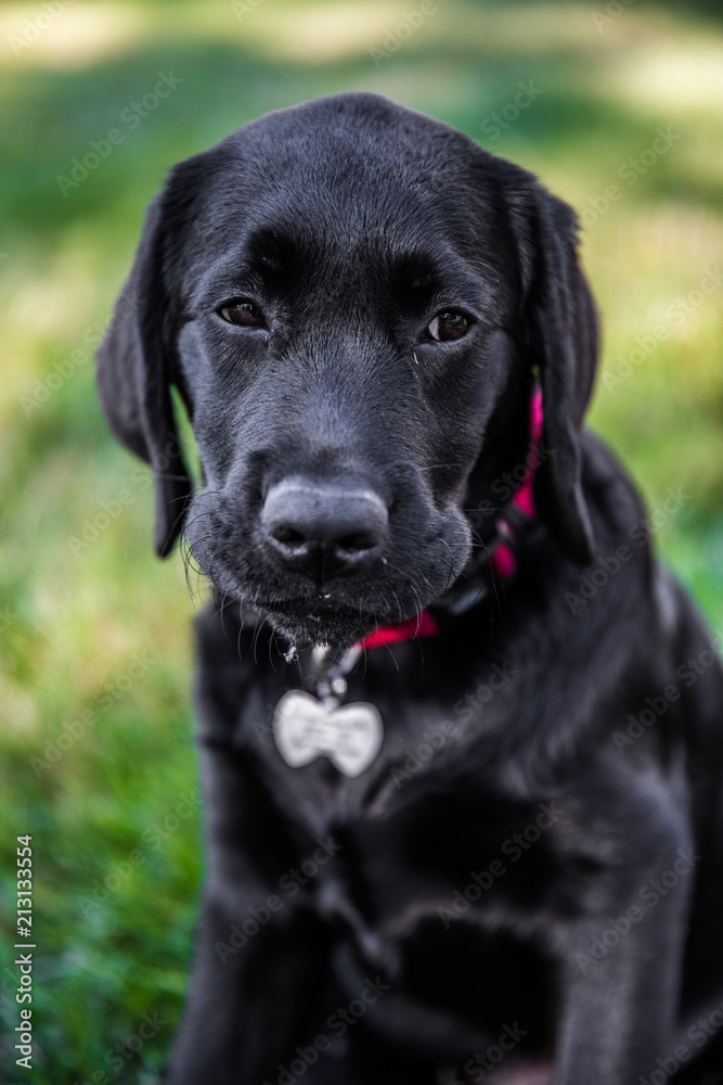Duke Duke