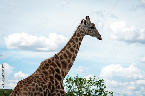 Fototapeta Naklejka Na Ścianę i Meble -  Giraffe