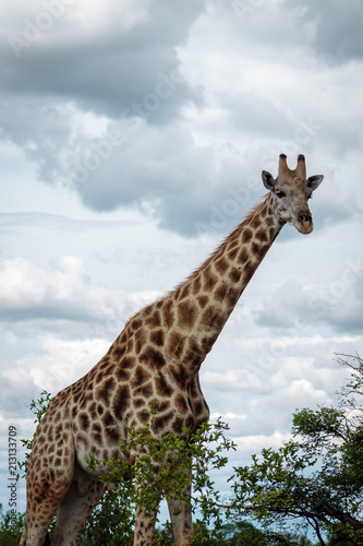 Giraffe