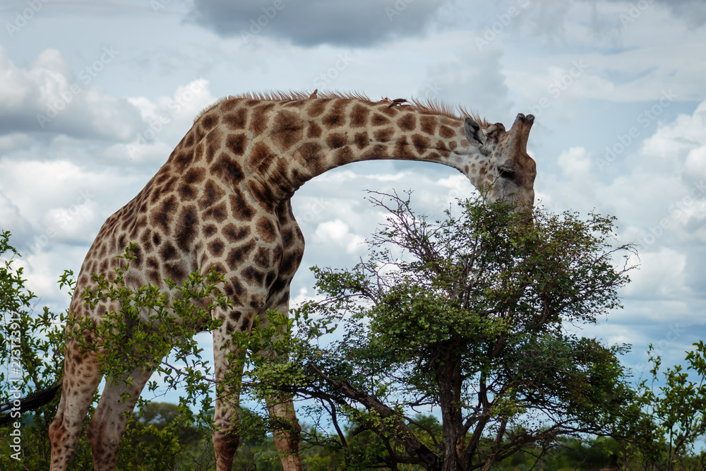 Fotografie Giraffe eating