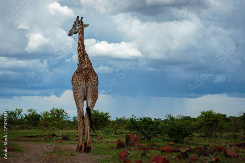 Photography Giraffe