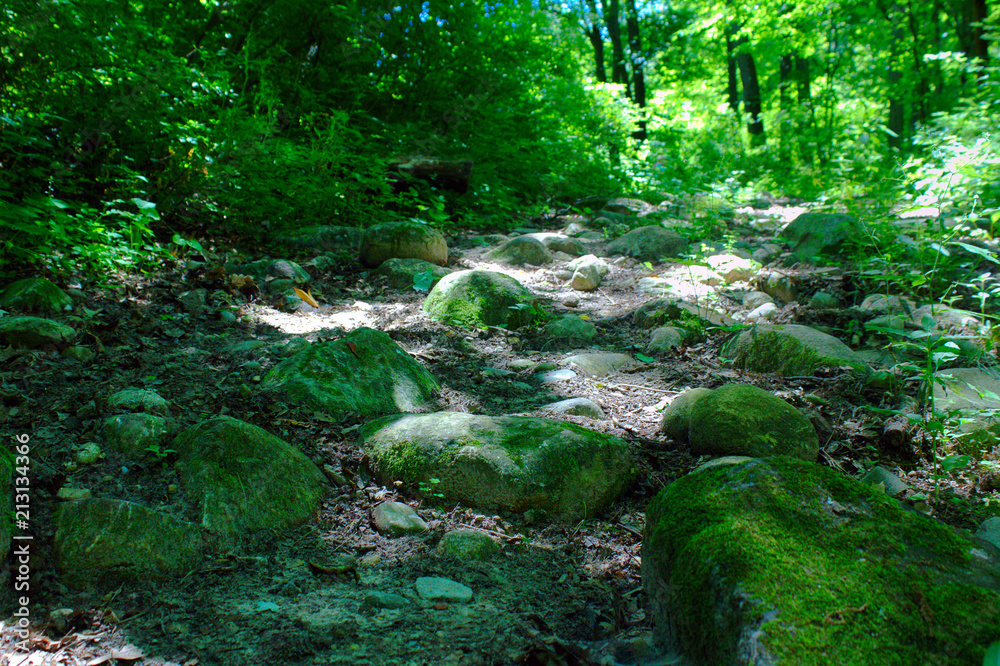 Mossy Rocks on a Sunlit Path