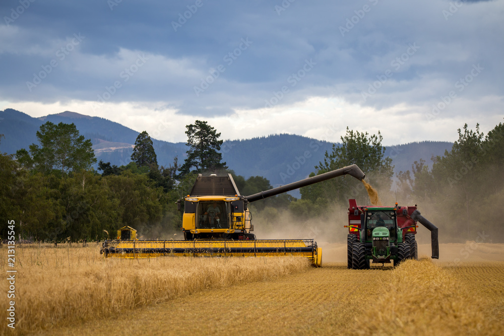 Obraz premium A combine harvester unloads its grain into a truck in the summer harvest
