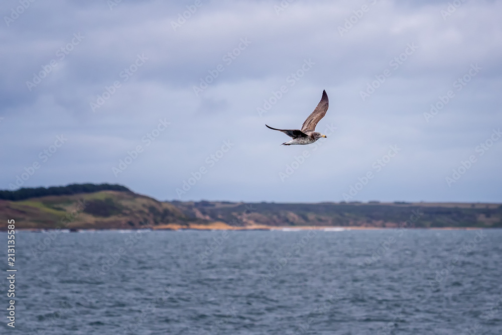 Φωτογραφία Juvenile Pacific Gull flying above bass straight near Phillip Island in Australi