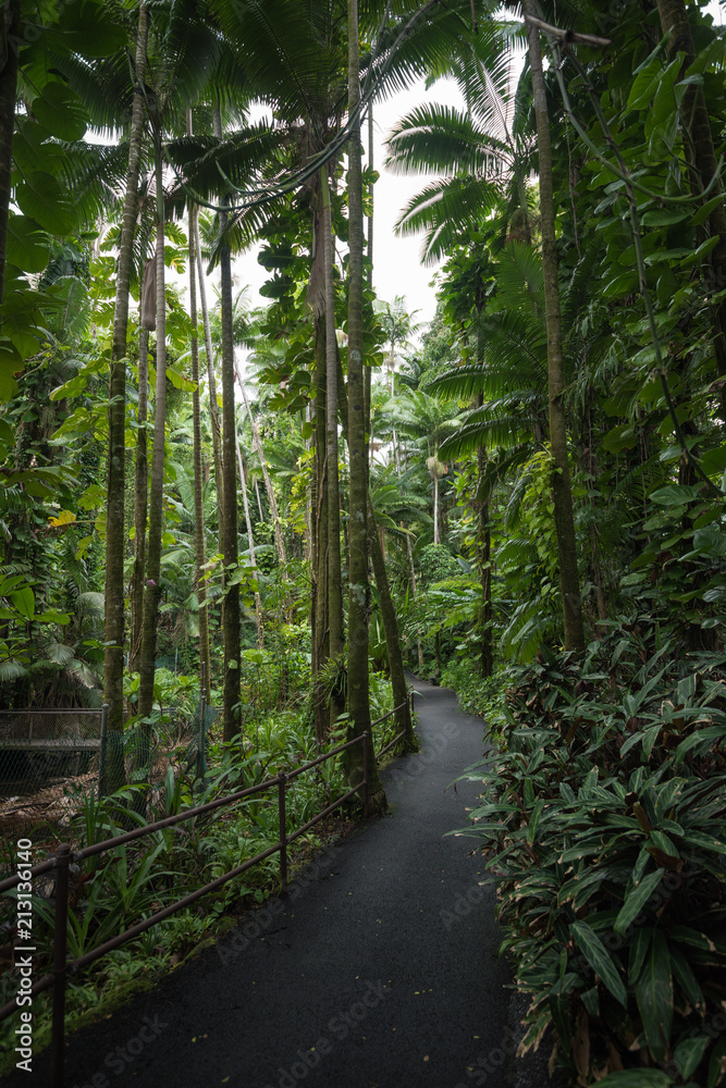 Obraz premium Tropical hawaiian jungle with palm trees