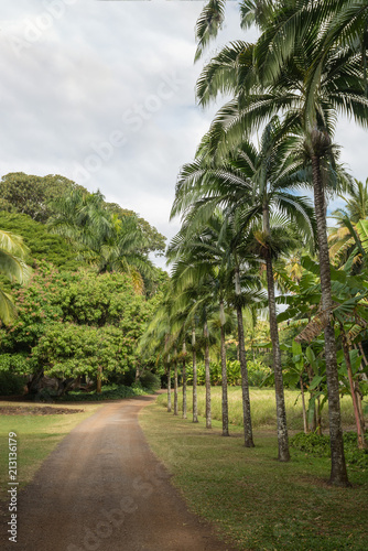 Tropical hawaiian jungle with palm trees