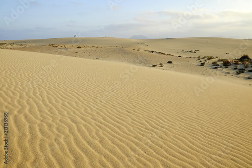 Natural reserve with sand dunes in Corralejo Fuertevra  Spain.