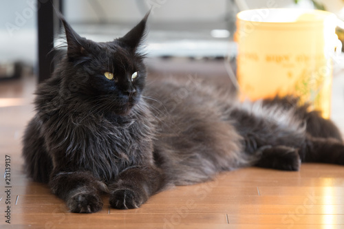 Jiji