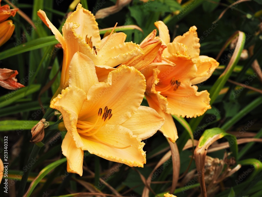 Three yellow daylily flowers (Hemerocallis) Three yellow daylily flowers (Hemerocallis)