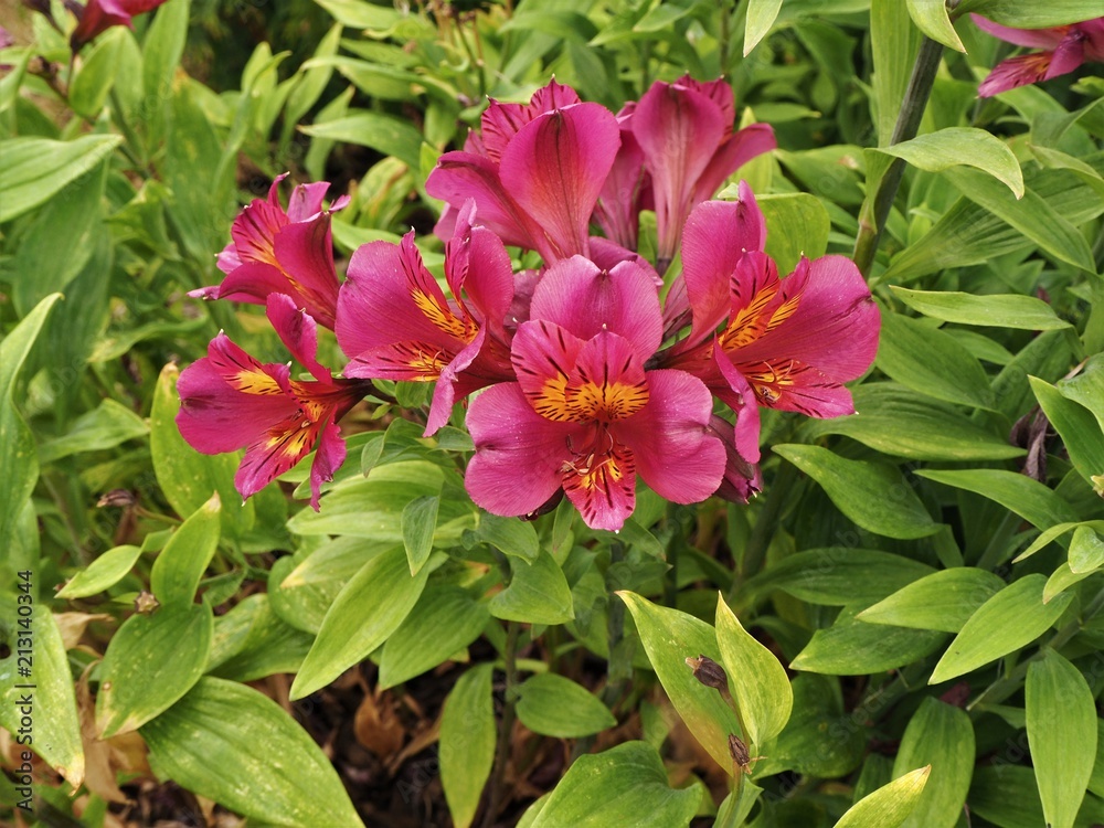 Pink Alstroemeria 'Adonis' flowers and green leaves Pink Alstroemeria 'Adonis' flowers and green leaves