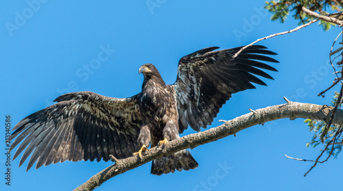 Foto Baby Eagle Shows Off New Wings