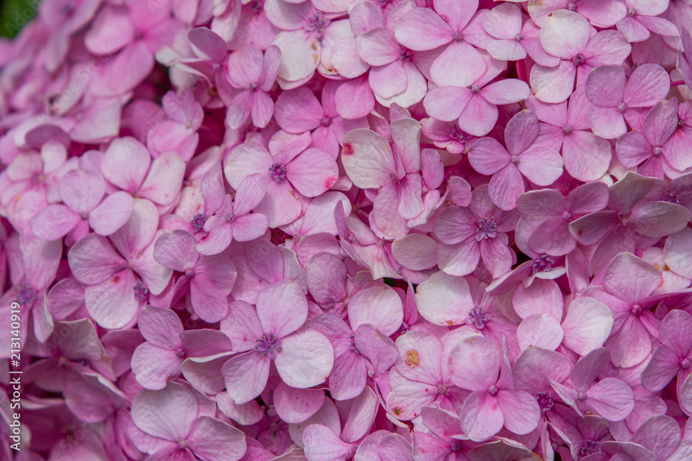 Mixture of Pink Flower Petals, Soft Background Image, Flower Arrangement. Macro Photography, Soft Focus - Pink Background, Petals