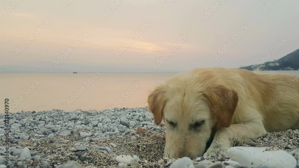 Puppy dog at the beach having fun. Puppy dog at the beach having fun.