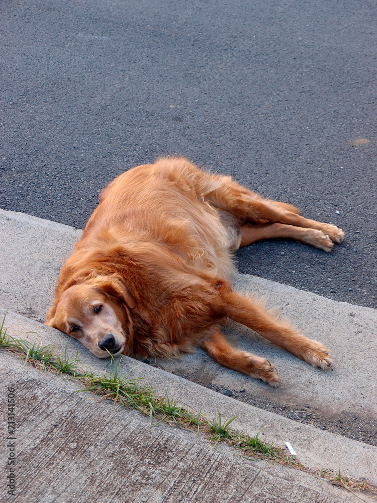 Golden Retriever dog in lays side on road next to sidewalk Golden Retriever dog in lays side on road next to sidewalk