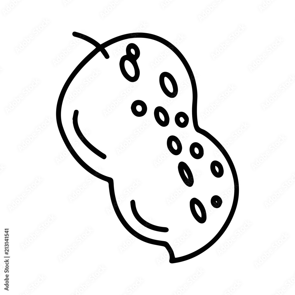 Fototapeta premium Peanut cartoon illustration isolated on white background for children color book