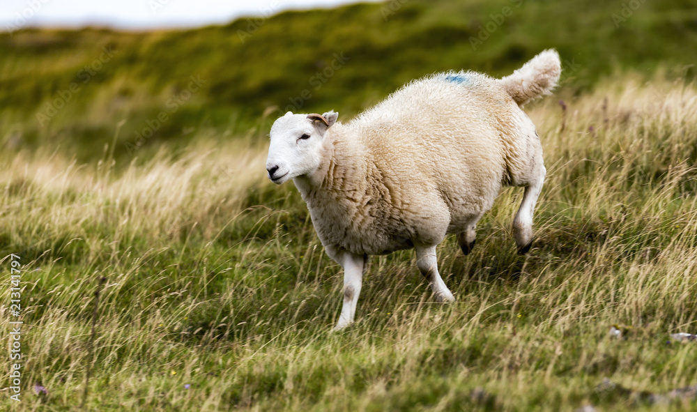 Obraz premium Schafe von Wales