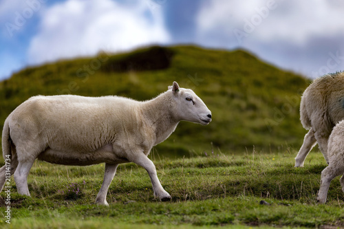 Fototapeta Naklejka Na Ścianę i Meble -  Schafe von Wales