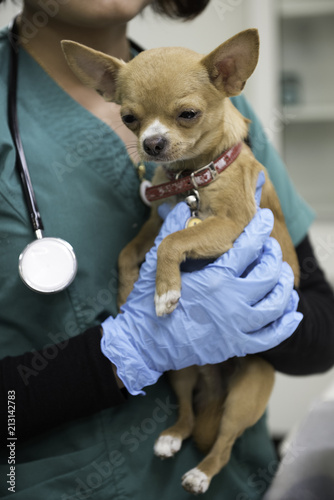 Chihuahua, reviewed by a veterinarian