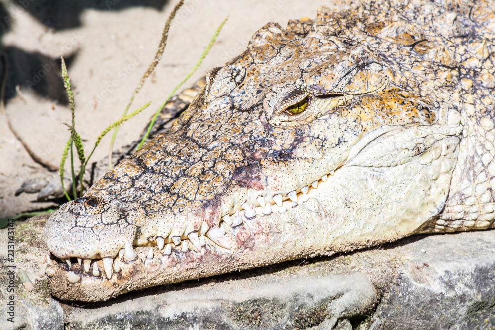 Fototapeta premium Head of crocodile with huge sharp teeth close-up