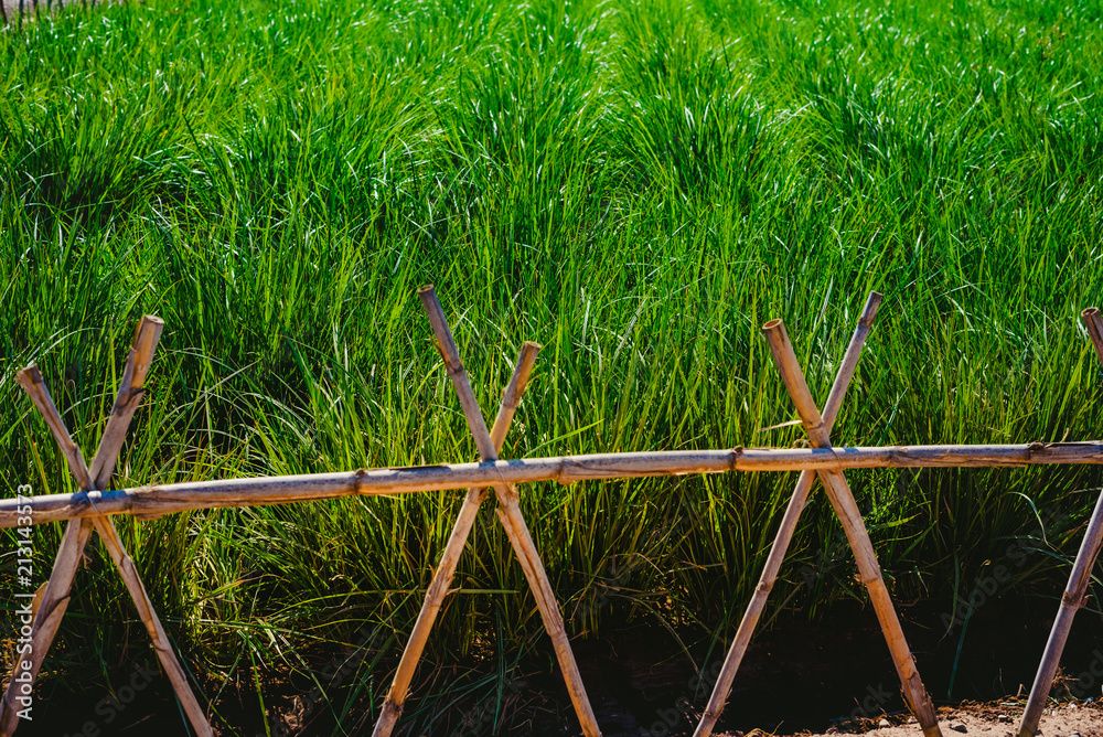 Plantation of tigernuts in Valencia with high green and tall grasses. Plantation of tigernuts in Valencia with high green and tall grasses.