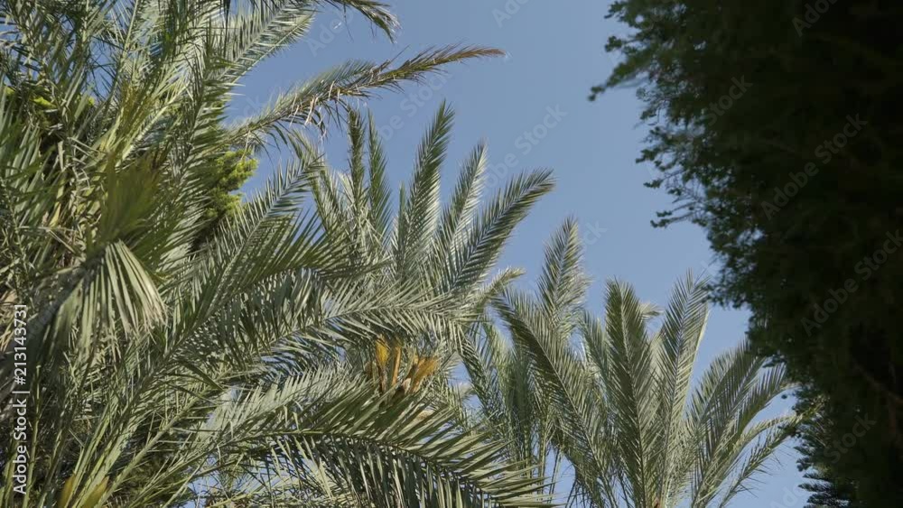 Bottom view, movement between palm trees, blue sky. Ultra High Definition, Ultra HD, UHD, 4K, 2160P, 4096x2160 Bottom view, movement between palm trees, blue sky. Ultra High Definition, Ultra HD, UHD, 4K, 2160P, 4096x2160