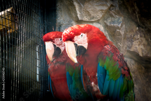 Multicolored Ara parrots sit on a branch in a cage in a zoo with an evil expression