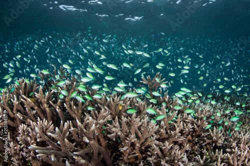 Blue-Green Damselfish and Fragile Coral Reef