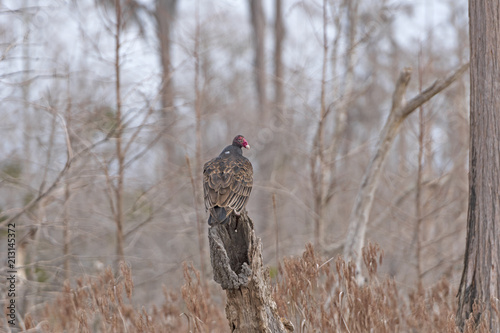 Turkey Vulture Resting on a Tree
