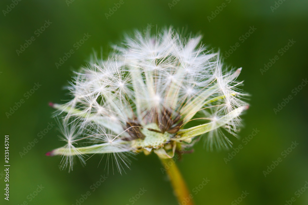 Fototapeta premium Macro of dandelion blooming in sunlight