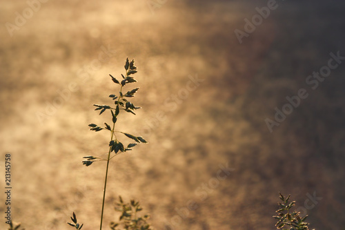Abstract background with blooming grass on the sunset